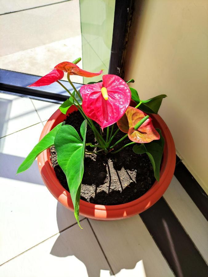 Hotel Tambopata Inn Puerto Maldonado Dış mekan fotoğraf